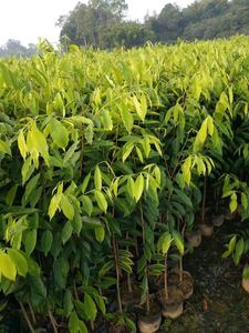 沉香大杯苗