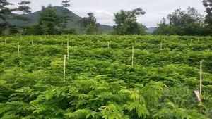 黄花梨苗
